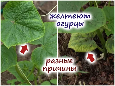 Желтеют листья огурцов, что делать? 8 причин и способы борьбы