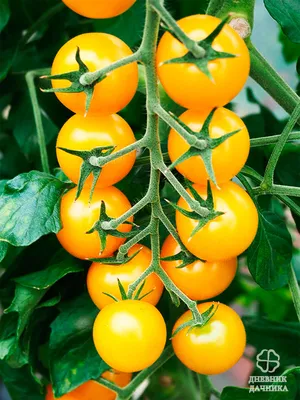Лучшие желтые помидоры: сорта, проверенные лично | ДНЕВНИК ДАЧНИКА | Дзен