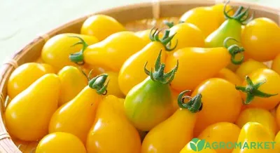 Сорта оранжевых помидор: желтые томаты - сорта и гибриды - Agro-Market