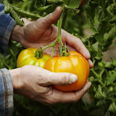Желтые томаты - урожайные сорта и гибриды | Особенности выращивания Желтых  помидор в открытом грунте и в теплице