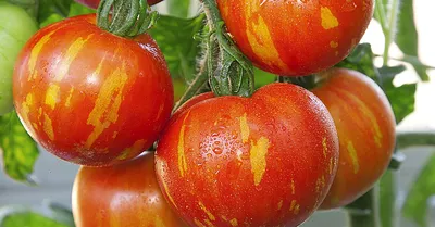 Желтые томаты (Лучшие сорта томатов) - YouTube