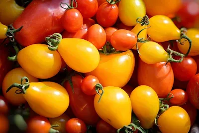 Полосатые томаты – лучшие сорта с фото и описанием | На грядке (Огород.ru)
