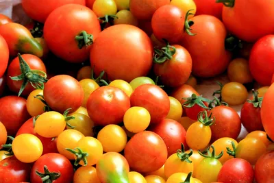 Купить томаты Экокультура сливовидные желтые, 350 г, цены на Мегамаркет |  Артикул: 100029809686