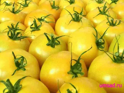 Помидор черри, желтый - Lycopersicon esculentum - семена – Garden Seeds  Market | Бесплатная доставка
