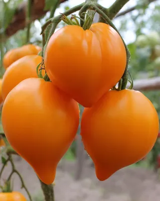 Сорта желтых помидоров и мой секрет высокого урожая томатов