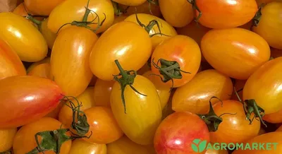 Лучшие сорта желтых томатов – Agro-Market