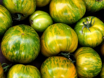 Чем желтые томаты отличаются от красных? Какие помидоры полезнее и вкуснее?  — читать на Gastronom.ru