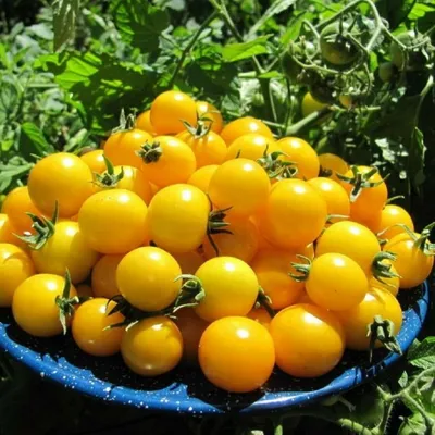 Самые урожайные желтые томаты с потрясающим вкусом - YouTube