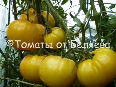 Томат Горшечный желтый - Семена Томатов