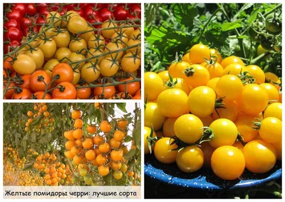 🍊 Желтые помидоры черри: лучшие сорта и гибриды в вашу копилочку Про  обычные помидоры с желтыми и оранжевыми плодами я уже писал… | Pumpkin  patch, Pumpkin, Tomato
