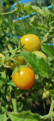 Томат Global Village \"Органза\" - «Вкусные желтые томаты от Global Village.»  | отзывы
