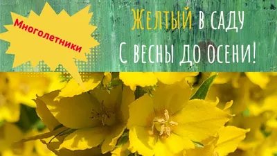 17 однолетников с желтыми и оранжевыми цветками – впустите в сад солнце! |  В цветнике (Огород.ru)