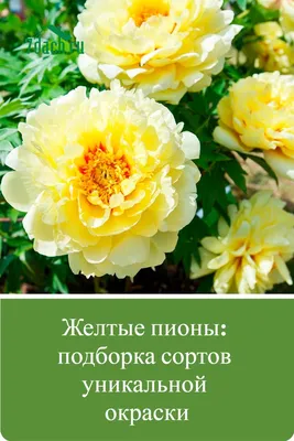 Хорошие желтые цветы в саду Сингапура Стоковое Фото - изображение  насчитывающей сады, желтый: 187643196