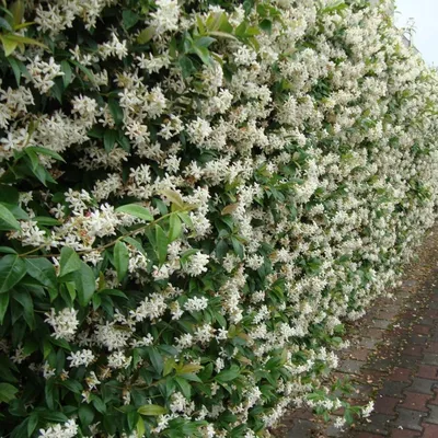 Жимолость Каприфоль Серафина. (Lonicera caprifolium) С3 купить в  интернет-магазине ЦВІТСАД с доставкой по Украине