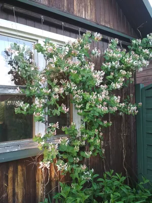 Жимолость душистая Каприфоль (Lonicera Caprifolium) купить с доставкой по  Беларуси \"BuonRoza \"