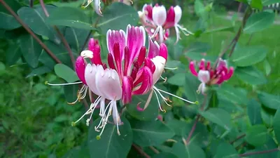 Жимолость Каприфоль (Lonicera caprifolium) - купить декоративные и хвойные  растения с доставкой по Украине в магазине Добродар