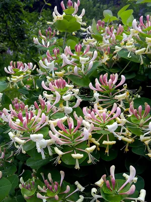 Nadezda's Home and Garden: July 2020