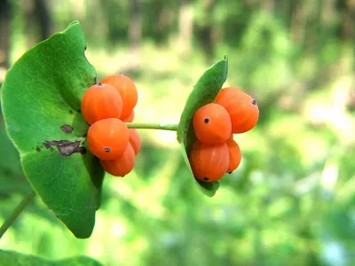 Жимолость Каприфоль (Lonicera caprifolium) - купить декоративные и хвойные  растения с доставкой по Украине в магазине Добродар