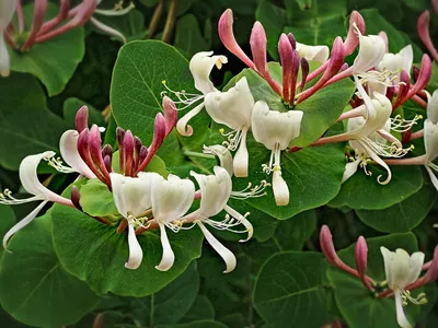 Жимолость Каприфоль (Lonicera caprifolium) - купить декоративные и хвойные  растения с доставкой по Украине в магазине Добродар