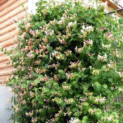 Жимолость вьющаяся Graham Thomas - Жимолость - GardenPlants
