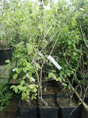 Жимолость японская Ауреоретикулата Lonicera japonica Aureoreticulata -  купить декоративные и хвойные растения с доставкой по Украине в магазине  Добродар
