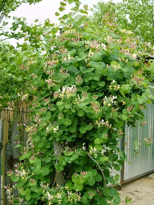 Жимолость в саду🌿ягодная, лекарственная и декоративная культура. |  Питомник Росток 🌱 | Дзен