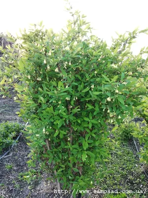 Цветет Жимолость В Саду — стоковые фотографии и другие картинки Lonicera  Japonica - Lonicera Japonica, Ароматический, Без людей - iStock