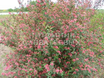 Жимолость Тельмана Lonicera tellmanniana