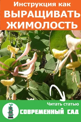 Декоративная жимолость: размножение, выращивание, 15 лучших видов и сортов  | В цветнике (Огород.ru)
