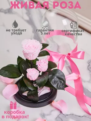 акция к 8 марта \"Поэзия для любимых\" | 02.03.2023 | Новости Питкяранты -  БезФормата