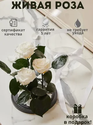 В Краснодаре пройдут онлайн-акции и флешмобы, посвященные 8 Марта