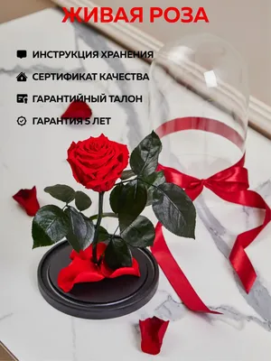 8 Марта в Мечте — Парк-отель Мечта