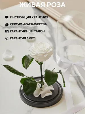 https://xn--b1ats.xn--80asehdb/feed/obshchestvo/v-volgogradskom-tspkio-8-marta-sostoitsya-tsvetochnyy-zabeg-7769028001.html