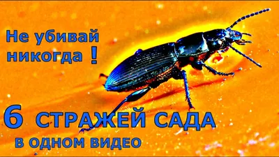 Долгоносики в саду - BONA FORTE