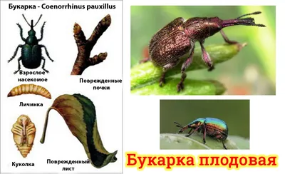 Борьба с колорадским жуком: эффективные средства борьбы, препараты против  колорадского жука на картошке