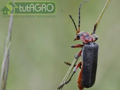 Жуки вредители сада фото фото