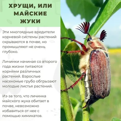 Как избавиться от жука короеда - советы - Лайфхаки для сада и огорода |  Сегодня