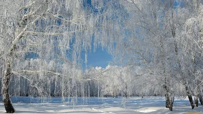 Зимняя береза (Яна Лорано) / Проза.ру