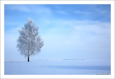 Зимняя берёза» — создано в Шедевруме