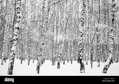 Зимняя береза и лестница стоковое фото ©locrifa 57771429