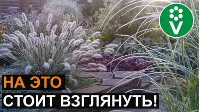 ДЕКОРАТИВНЫЕ ЗЛАКИ: грубые ошибки при выращивании, лучшие виды и сорта -  YouTube