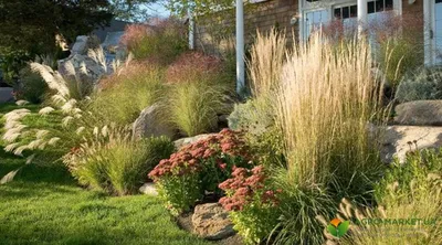 Какие декоративные злаки можно посадить в саду? | Garden-Zoo.ru | Дзен