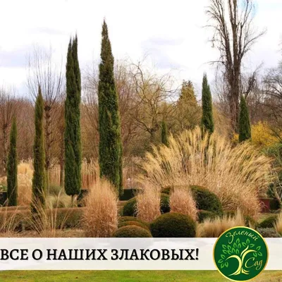 Декоративные злаки: 15 самых необычных видов