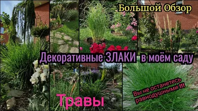 Растения Злаки - купить саженцы из питомника в Барнауле и Сибири | Посадка  и уход Злаков в открытом грунте в Барнауле и Сибири