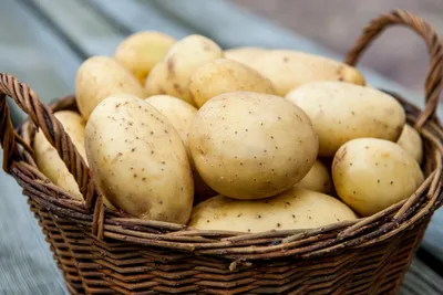 Нематода — враг картошки — Сельский вестник