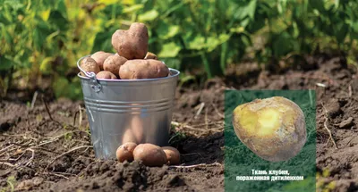 Золотистая картофельная нематода – возбудитель опасного карантинного  заболевания картофеля и томатов | официальный сайт «Тверские ведомости»