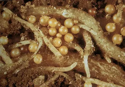 Золотистая картофельная нематода — опасный паразит, поражающий картофель,  томаты и баклажаны! — Akmol Inform