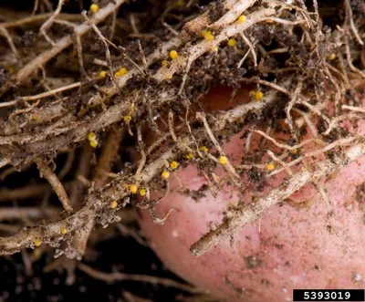 Как защитить свой участок от золотистой картофельной нематоды? |  ДИВНОГОРСК-ОЕ.РФ