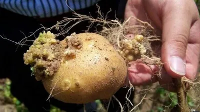 Ионизирующее облучение почвенной крошки против картофельной цистообразующей  нематоды — АгроXXI