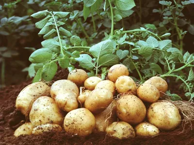 Золотистая картофельная нематода